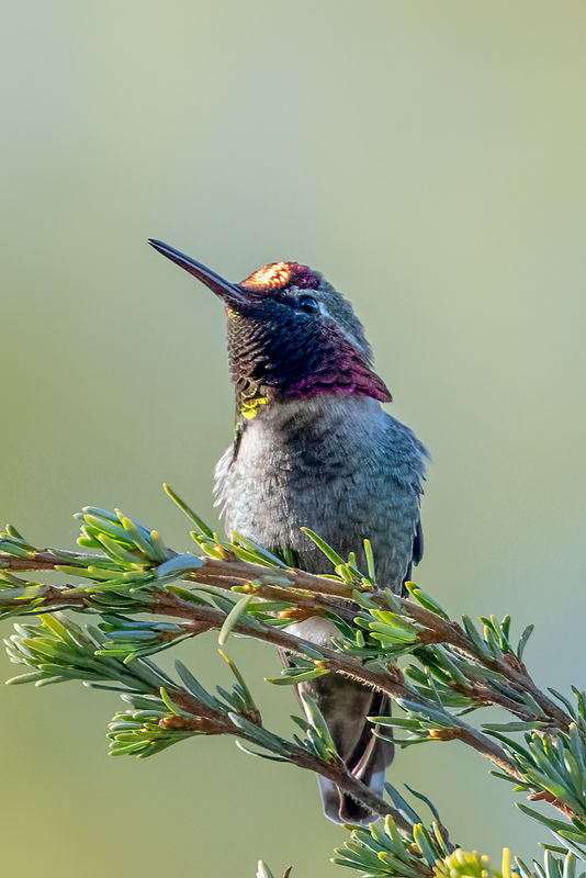 Anna's Hummingbird-Male...