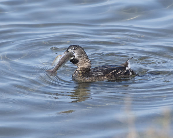 Pied-billed Grebe and a big meal at Bolsa Chica Wi...