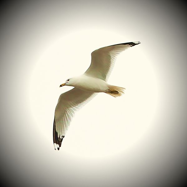 A Ring-billed Gull off Lake Superior In Northern O...