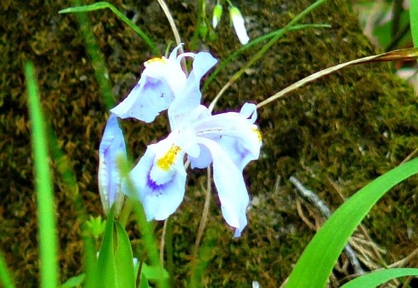 Wild Iris...