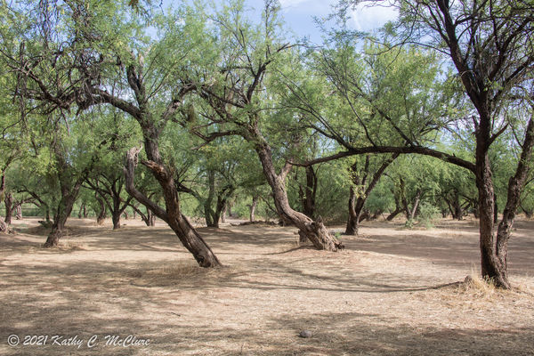 A Mesquite Forest down by the river...