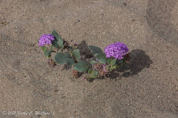 I think this is sand verbena...