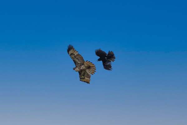 Crow chasing hawk...