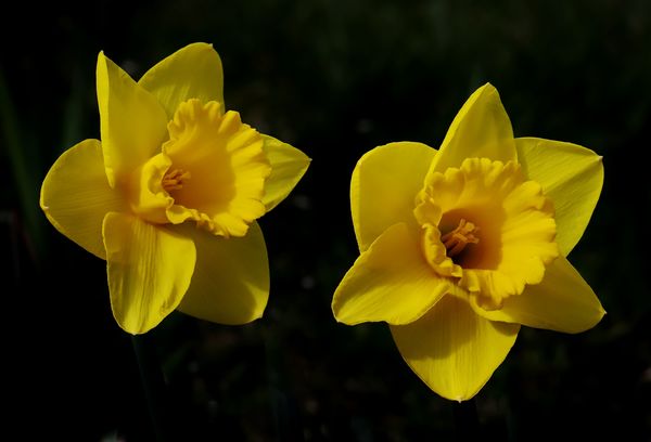 A couple Daffies make a smile...