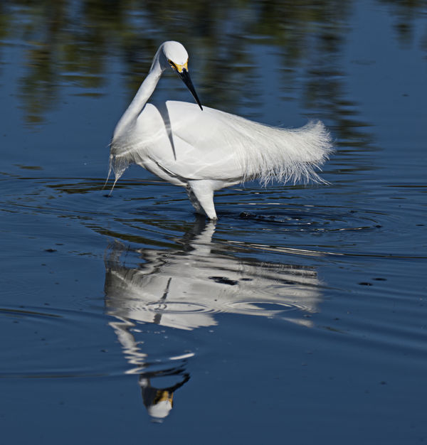 I know I saw a fish. There he goes!  Snowy Egret...