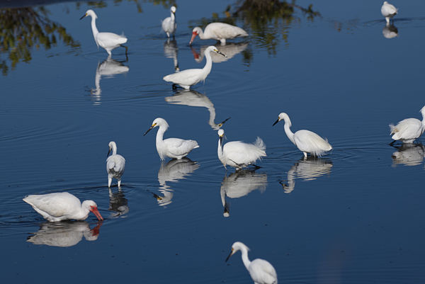 Nice crowd at the diner this morning.  Snowy Egret...