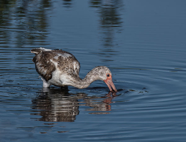Juvenile White Ibis looking for food in the bottom...