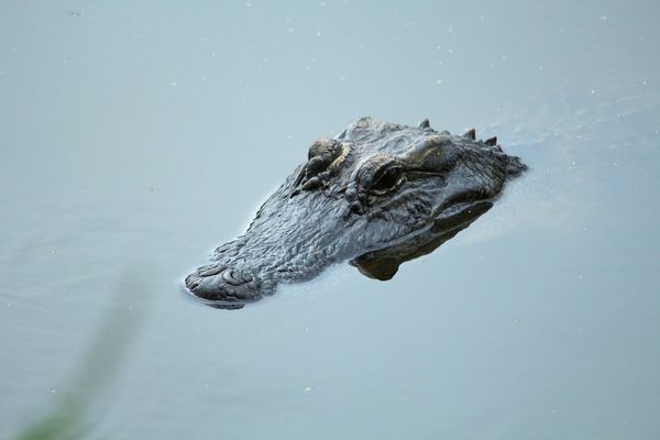 alligator...
