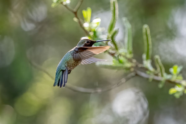 #1 Anna's Hummingbird-Male D850, 70-200, 1/3200, f...