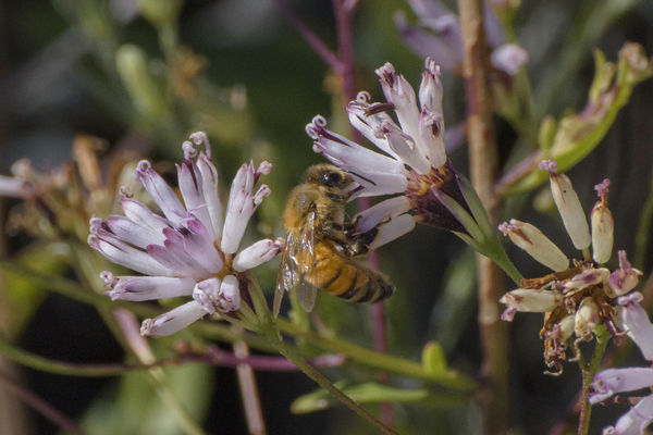 Wild Honey Bee...
