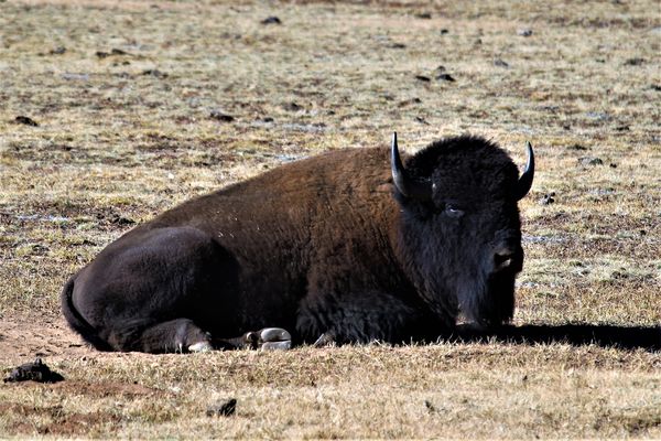 bison at the Grand Canyon...