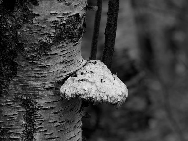 Birch fungus...