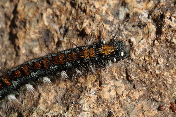 Caterpillar closeup (are those mites on his head?)...