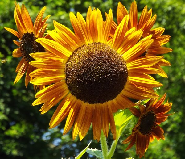 Evening Sun bronze sunflower...
