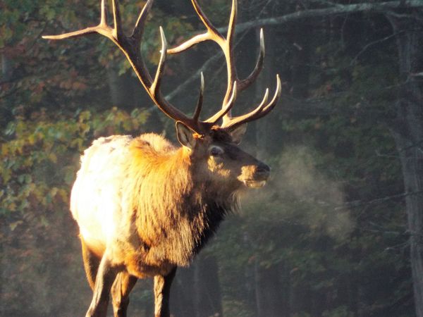 Fine bull elk just after sunrise  Elk County, Pa....