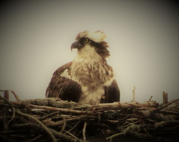 Mother Osprey guarding her nest....