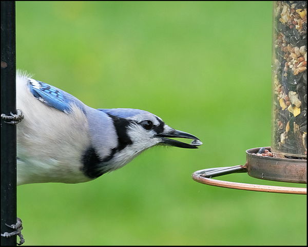 2. Grabbing a sunflower seed from the feeder....