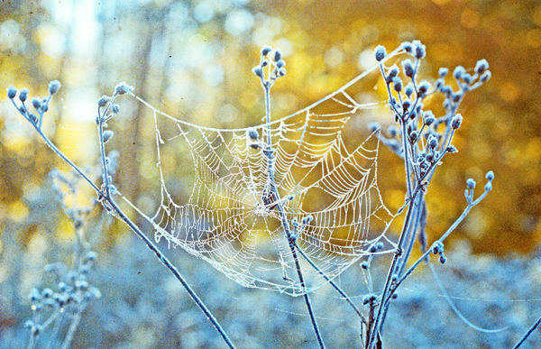 Frozen Spiderweb...