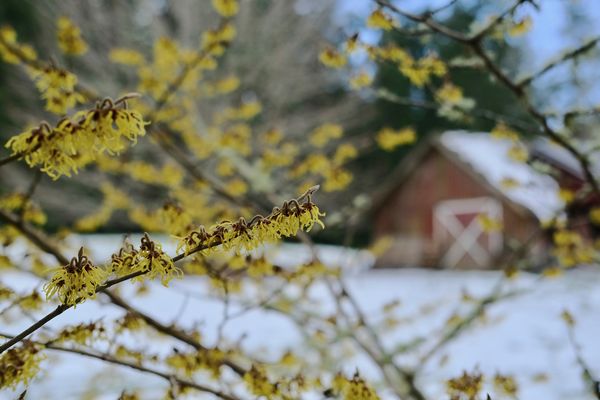 Witch Hazel 'Arnold Promise'...