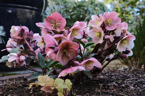I've decided 'Pink Frost' is my favorite hellebore...