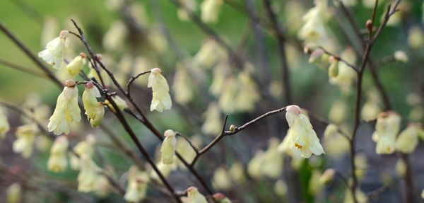 A close-up of Corylopsis pauciflora flowers...