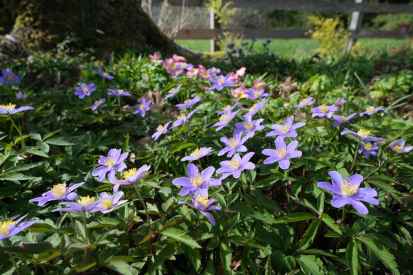 I didn't plant blue anemones here ... they either ...