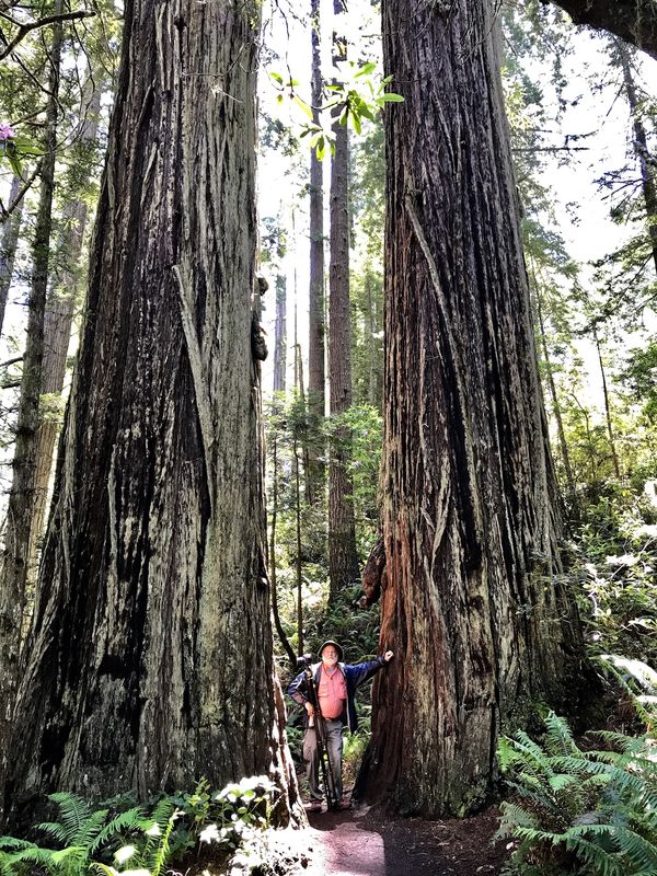California Redwoods...