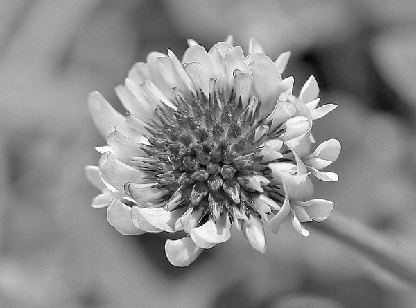 clover blossom in b&w...