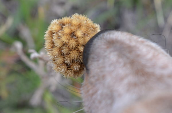 Wild Yarrow? and Red Heeler Nose  - Both can be a ...