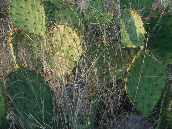 Some will try to hide a prickly pear!...
