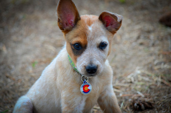 My Australian Cattle Dog - Rowan as a pup...