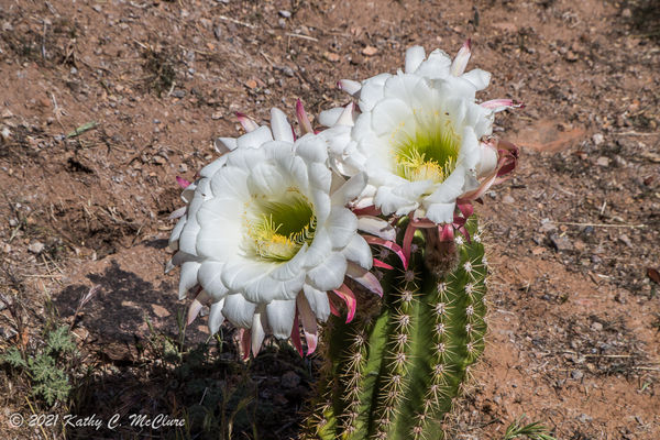 A tiny cactus with 2 huge flowers and one more com...