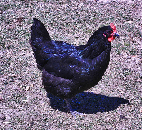 Australorp Chicken...
