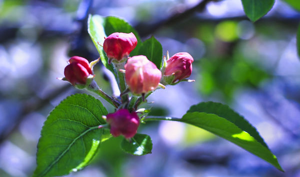 Apple Blossom Buds...