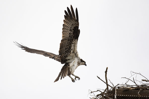 osprey nesting platform is on top of the stadium l...