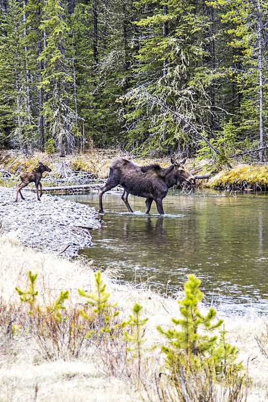 Moose Cow with New Born Calf - Cooke City...