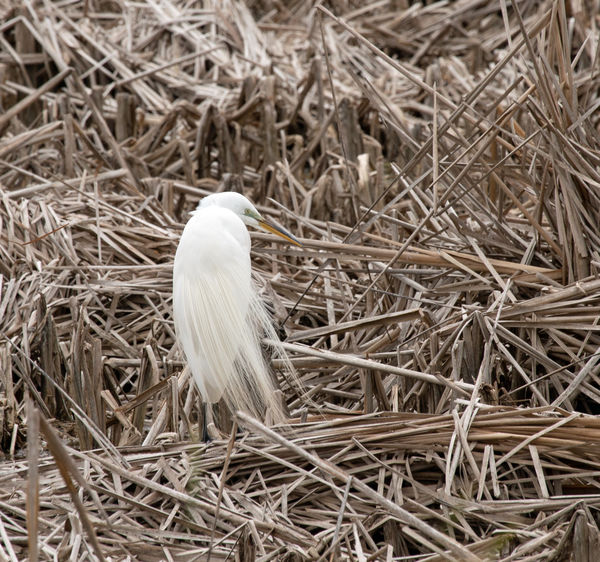 Great egret in breeding plumage....