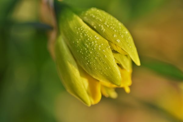 Frozen Daffodil bud...