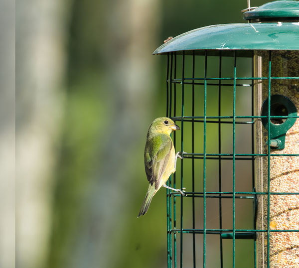 Female Painted Bunting...