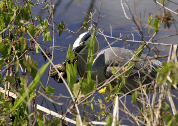 Great blue heron TRYING to eat a snake....