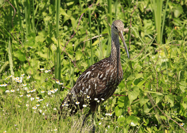 Limpkin taking a stroll among the flowers....