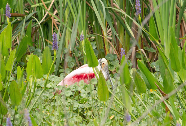 Pink and blue - spoonbill hanging out....