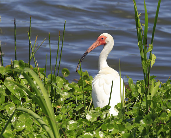 Ibis at water's edge....