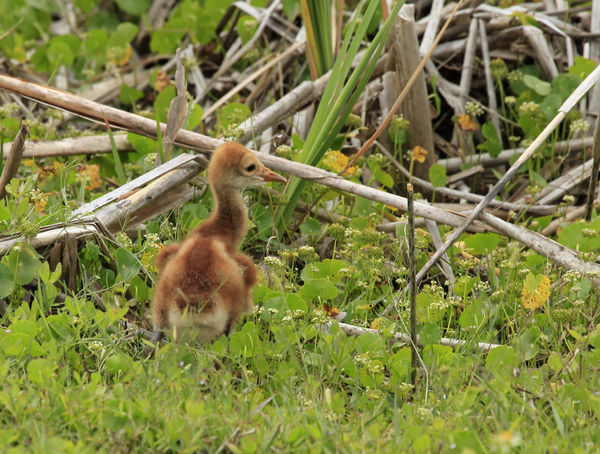 Baby sandhill crane running after mom and dad....