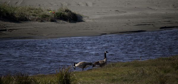 Copalis river, Canada geese...