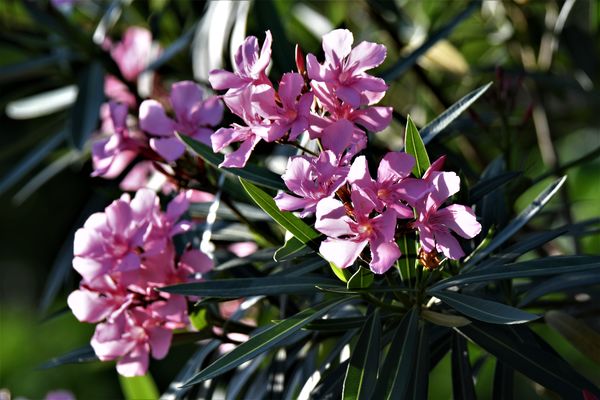 Oleander(blossoms are poisonous)...