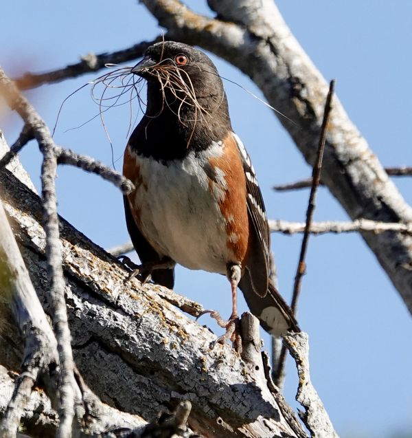 Spotted towhee gathering twigs...