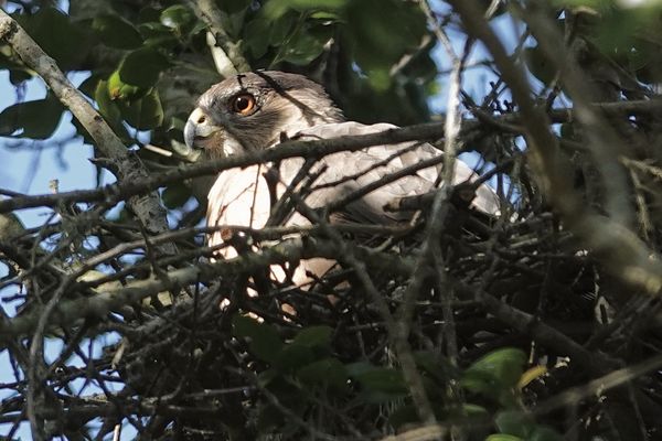 Female Cooper’s hawk on the nest...