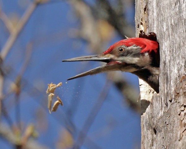 Pilieated Woodpecker - preparing the nest....