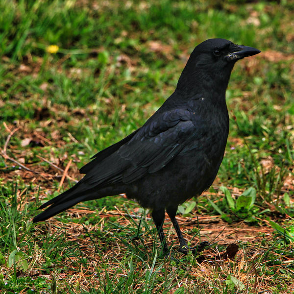 Common Crow...